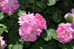 Griseldis rose photo