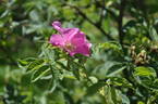 Carmenetta rose photo