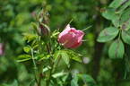 Prairie Dawn rose photo