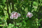 Prairie Dawn rose photo