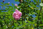 Prairie Dawn rose photo