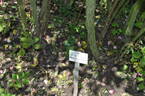 Prairie Dawn rose photo