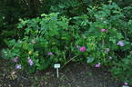 Tapetenrose rose photo