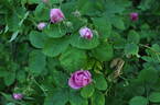 Tapetenrose rose photo