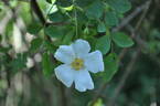 <i>Rosa beggeriana</i> Schrenk ex Fisch. rose photo