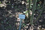 <i>Rosa beggeriana</i> Schrenk ex Fisch. rose photo