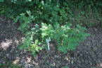 <i>Rosa heckeliana</i> Tratt. rose photo