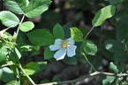 <i>Rosa heckeliana</i> Tratt. rose photo