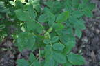 <i>Rosa heckeliana</i> Tratt. rose photo