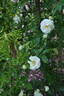 White Tausendschön rose photo