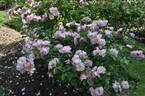 Gravin Michel d'Ursel rose photo