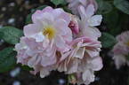 Gravin Michel d'Ursel rose photo