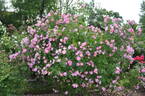 Magnifica rose photo