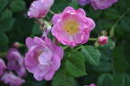 Magnifica rose photo