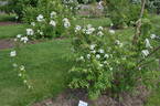 <i>Rosa glomerata</i> Rehder rose photo
