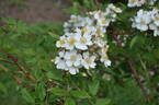 <i>Rosa glomerata</i> Rehder rose photo