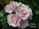 Dienie Stewart rose photo