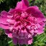 Général Bertrand peony photo