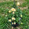 Edith's Darling rose photo