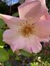 The Simple Life rose photo