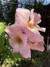 The Simple Life rose photo
