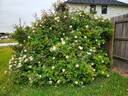 Safrano rose photo