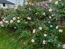 Madame Antoine Mari rose photo