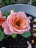 Mountain Music rose photo