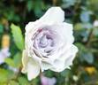 Gabriel rose photo