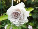 Gabriel rose photo