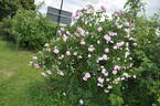 Blush Hip rose photo
