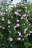 Blush Hip rose photo