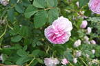 Blush Hip rose photo