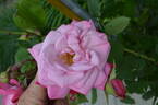 Albert Poyet rose photo
