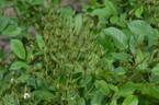 Minirosa rose photo