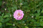 Minirosa rose photo