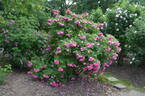 Abelzieds rose photo