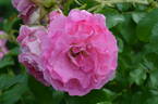 Abelzieds rose photo