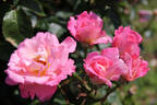 Nicole Dassault rose photo