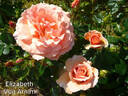 Early Dawn rose photo