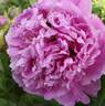 Lan Yu San Cai 藍玉三彩 peony photo