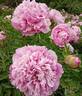 Lan Yu San Cai 藍玉三彩 peony photo