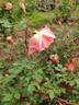 Comtesse du Cayla rose photo