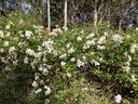Polyantha Grandiflora rose photo