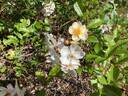 Polyantha Grandiflora rose photo