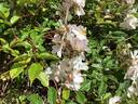 Polyantha Grandiflora rose photo