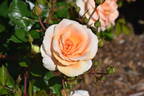KORsternfue rose photo