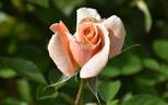 KORsternfue rose photo