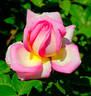 Candice rose photo