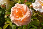 KORsternfue rose photo